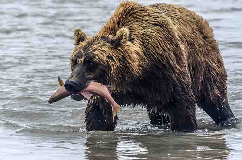 Oso Pardo - Kamchatka - Rusia 24.jpg
